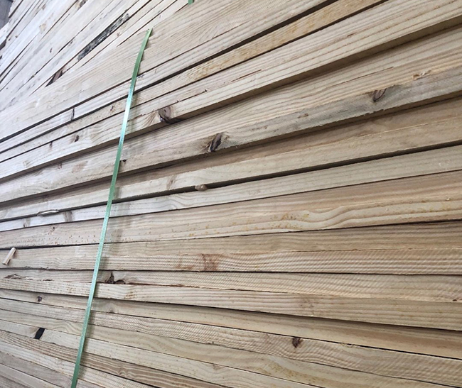 巴里坤巴西松
